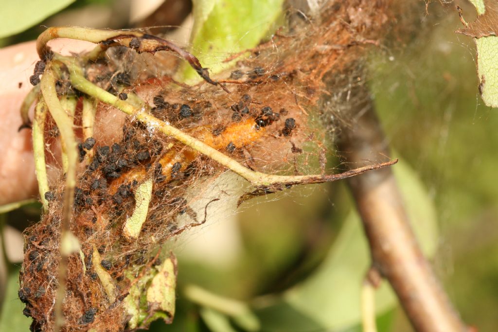 Pamphiliidae: Lida del pero: Neurotoma saltuum (= flaviventris)